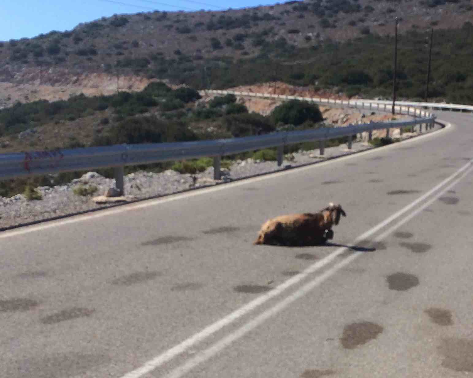 Goat in road